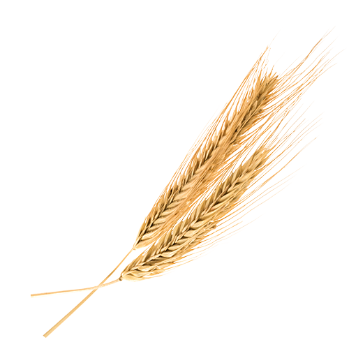 Dənli bitkilər <br/> (100-200 kq/ha)