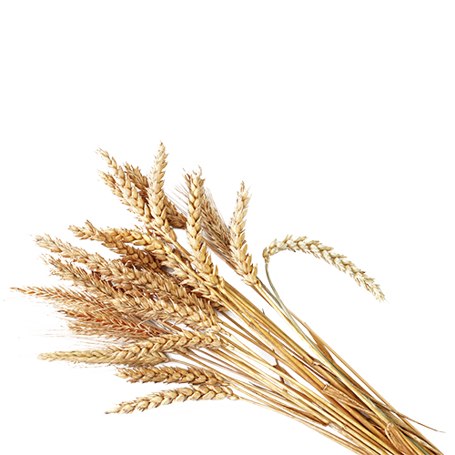 Dənli bitkilər (100-250 kq/ha)