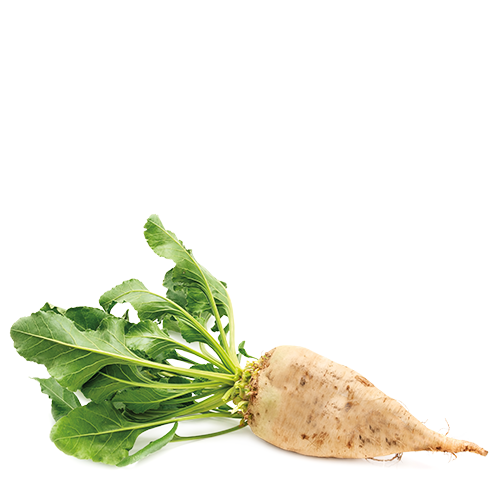 Şəkər çuğunduru <br/> (100-400 kq/ha)