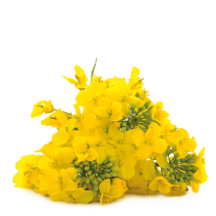 Raps <br/> (100-250 kq/ha)