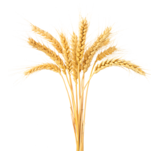 Payızlıq buğda <br/> (150-250 l/ha)